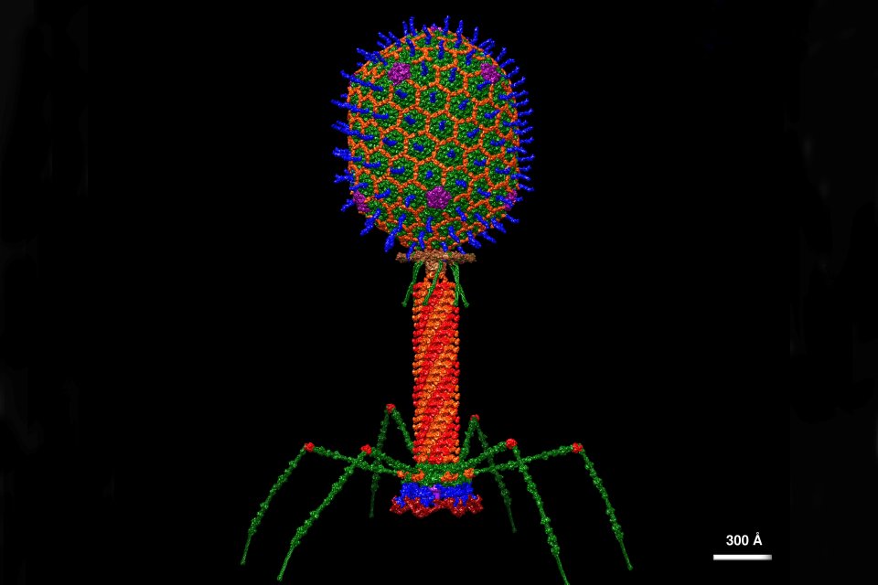 bacteriophage