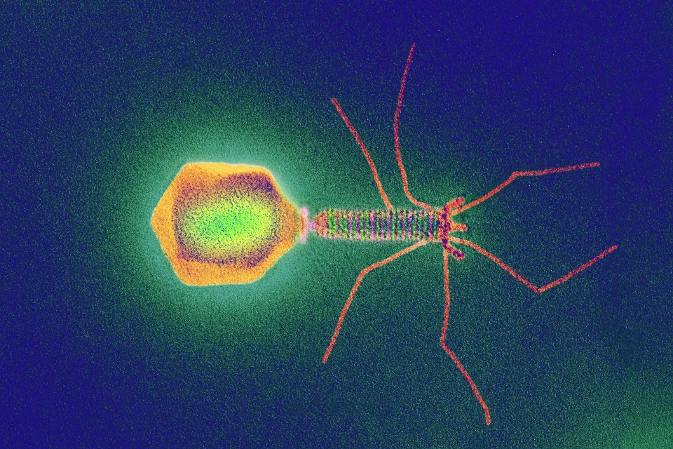 bacteriophague