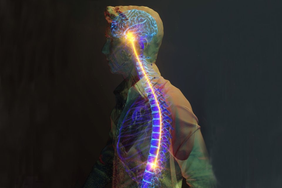 illustration of the spinal cord 