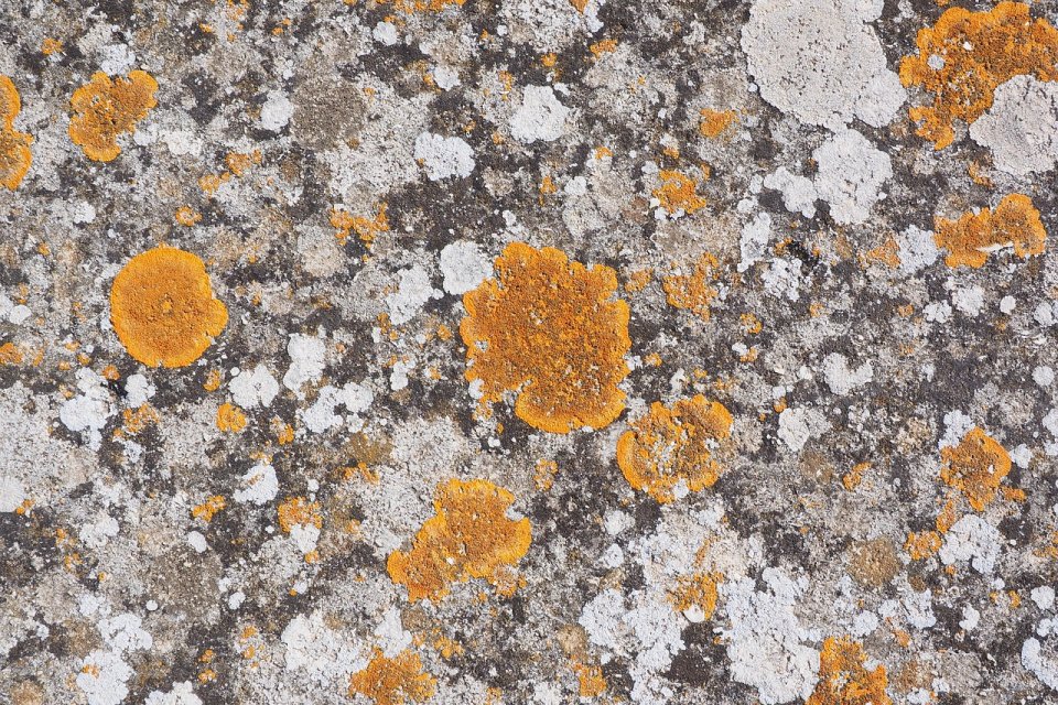 Stones covered with lichens