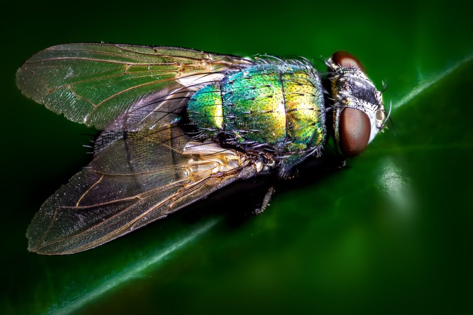 Picture of fly