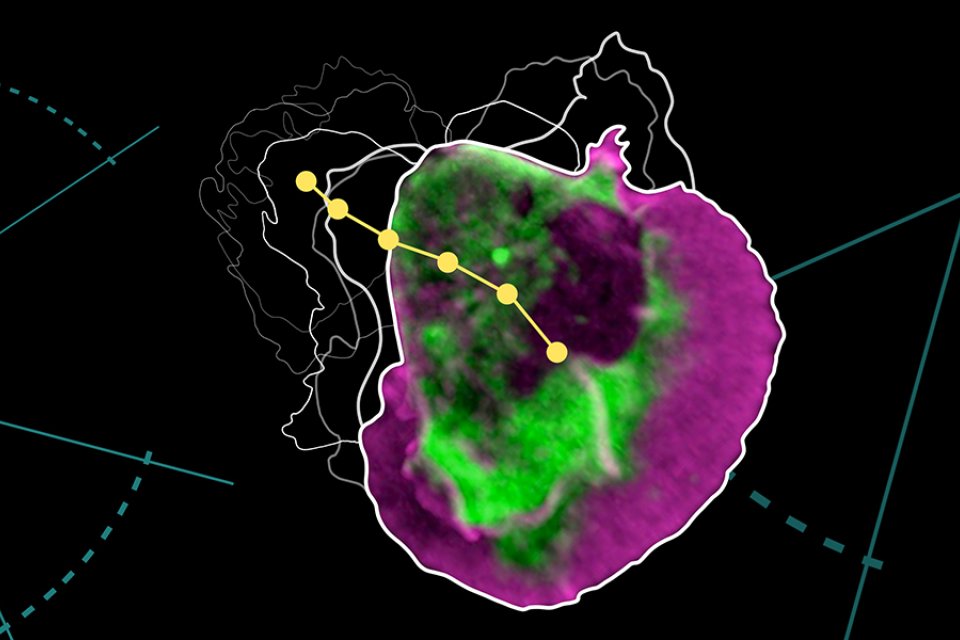 Picture of a cell with colours