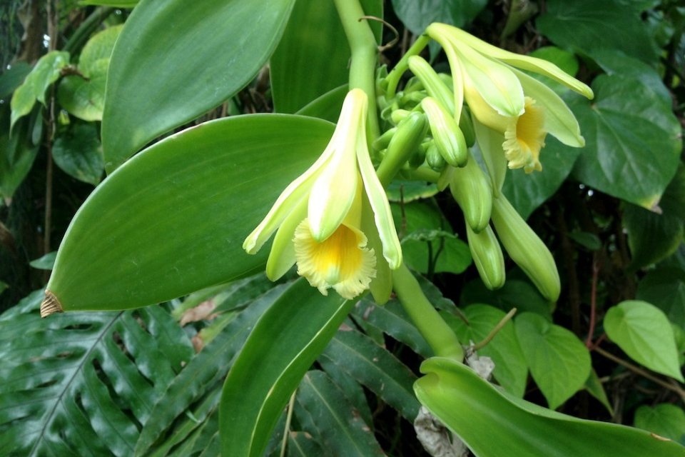 Vanilla plant